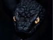 user picture1