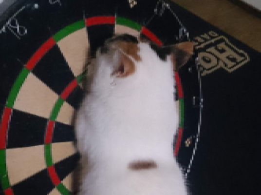 楽neko darts cafe